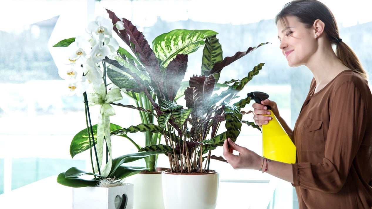 Bình phun sương tưới cây Oceania 50 EPOCA