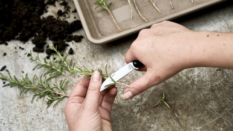 Dao nhíp chăm tỉa hoa FELCO 520, trọng lượng 68g, dài 105mm, lưỡi thép không gỉ HRC 54, thiết kế đặc biệt cho cắt hoa chính xác. 