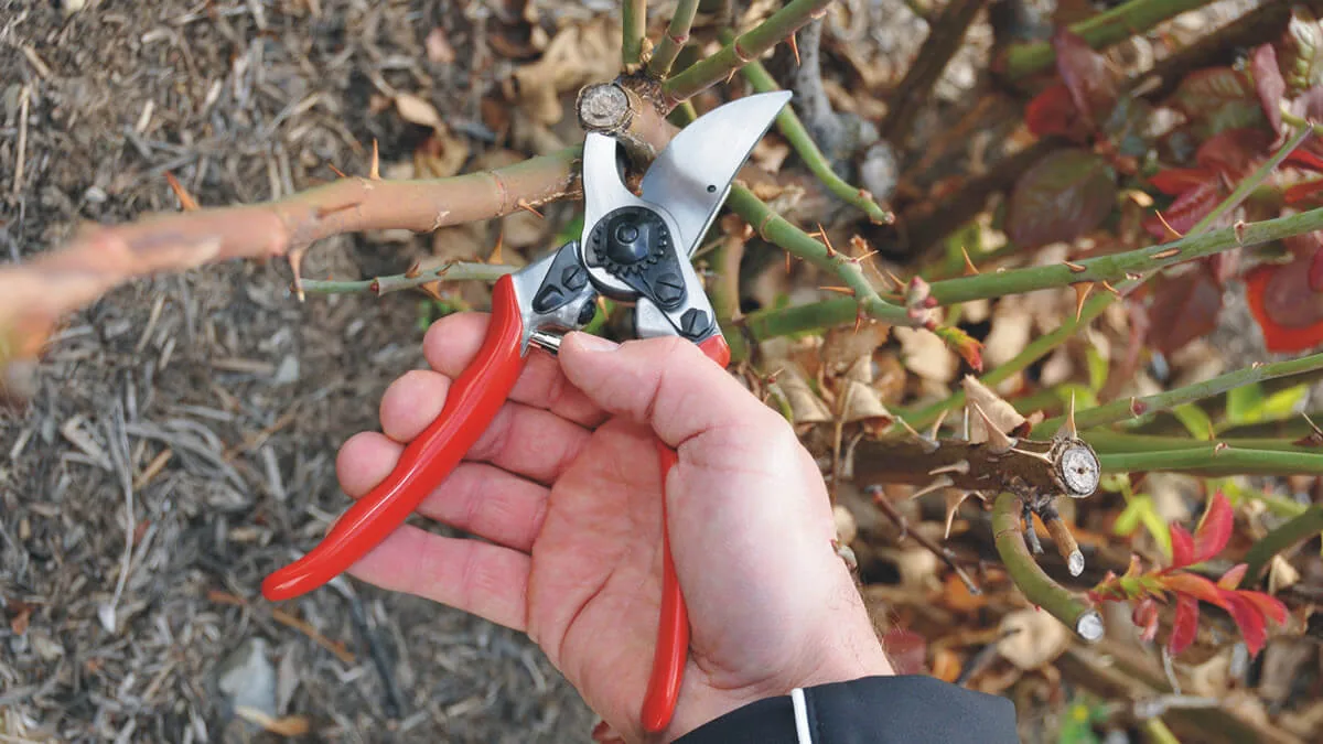 kéo cắt cành felco 11