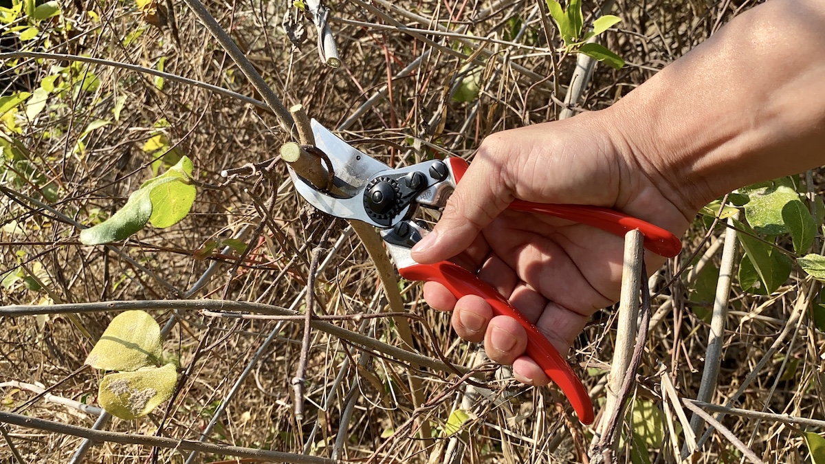 kéo cắt cành phi 25mm - FELCO 11 - Swiss Made