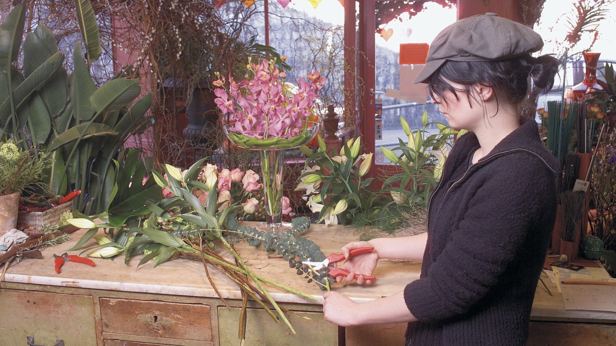 Cắt cành hoa lan, phong lan, cây cảnh bằng kéo tỉa cành FELCO 300